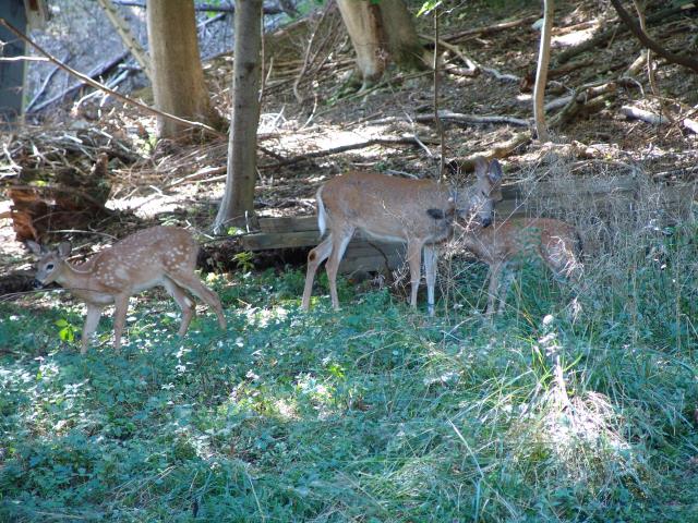 640x480_050910s0694.JPG