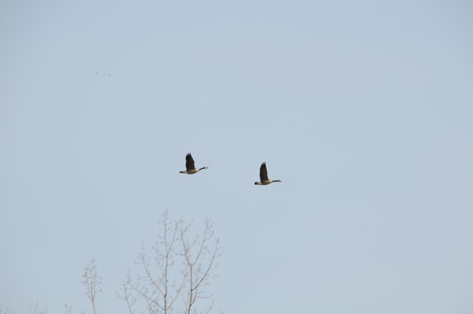20080327w0679.JPG
