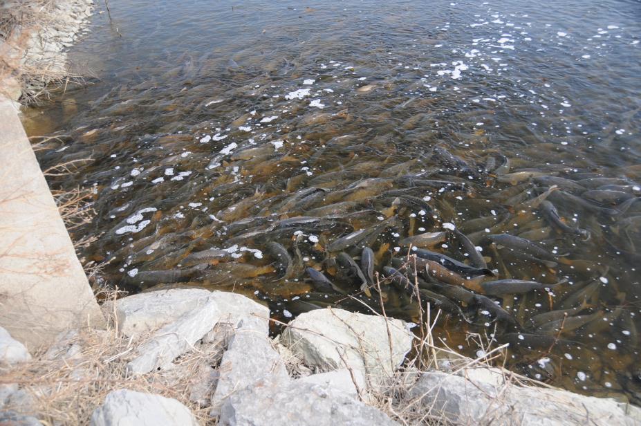 20080327w0697.JPG