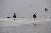 20080327w0706.jpg