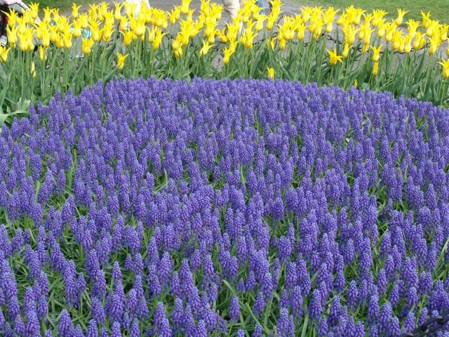 _640x480_040509s5022.JPG